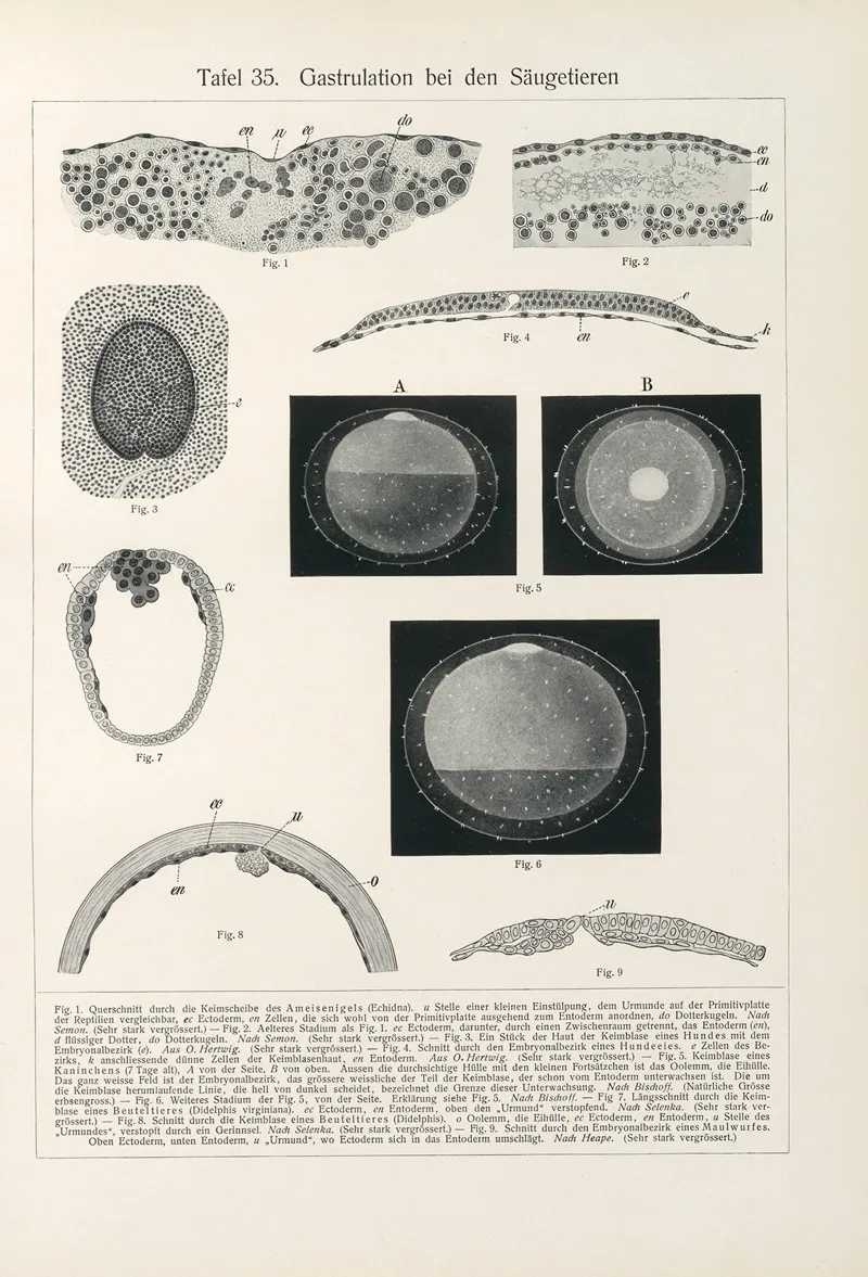 Gastrulation Bei Den Saugetieren by Konrad Guenther - Canvas Print