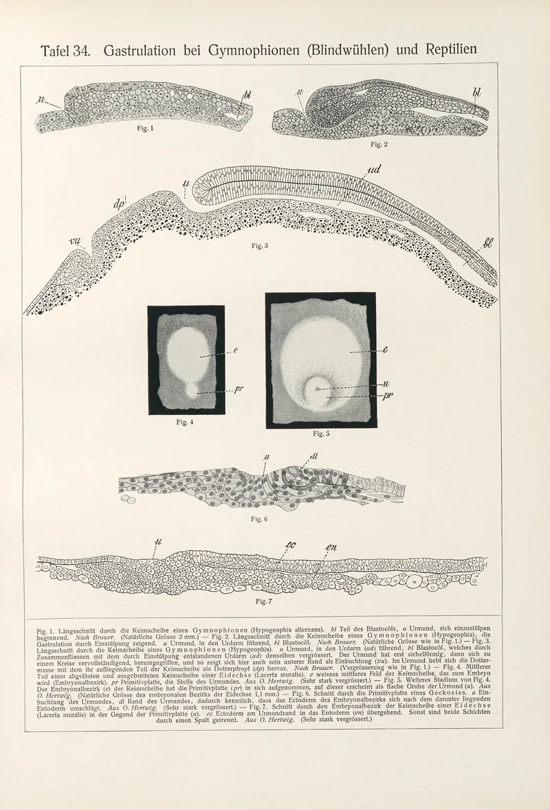 Gastrulation Bei Gymnophionen Blindwuhlen Und Reptilien by Konrad Guenther - Canvas Print