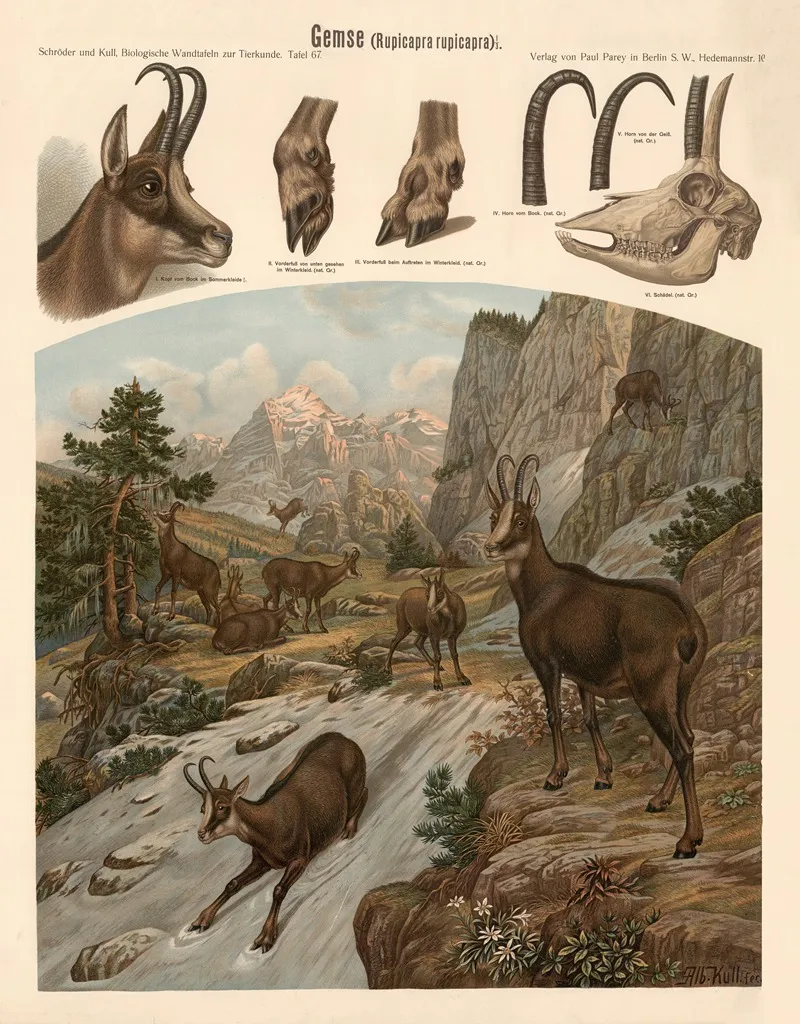 Gemse Rupicapra Rupicapra