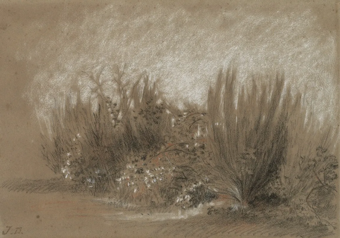 Genets Et Ronces Broom And Brambles