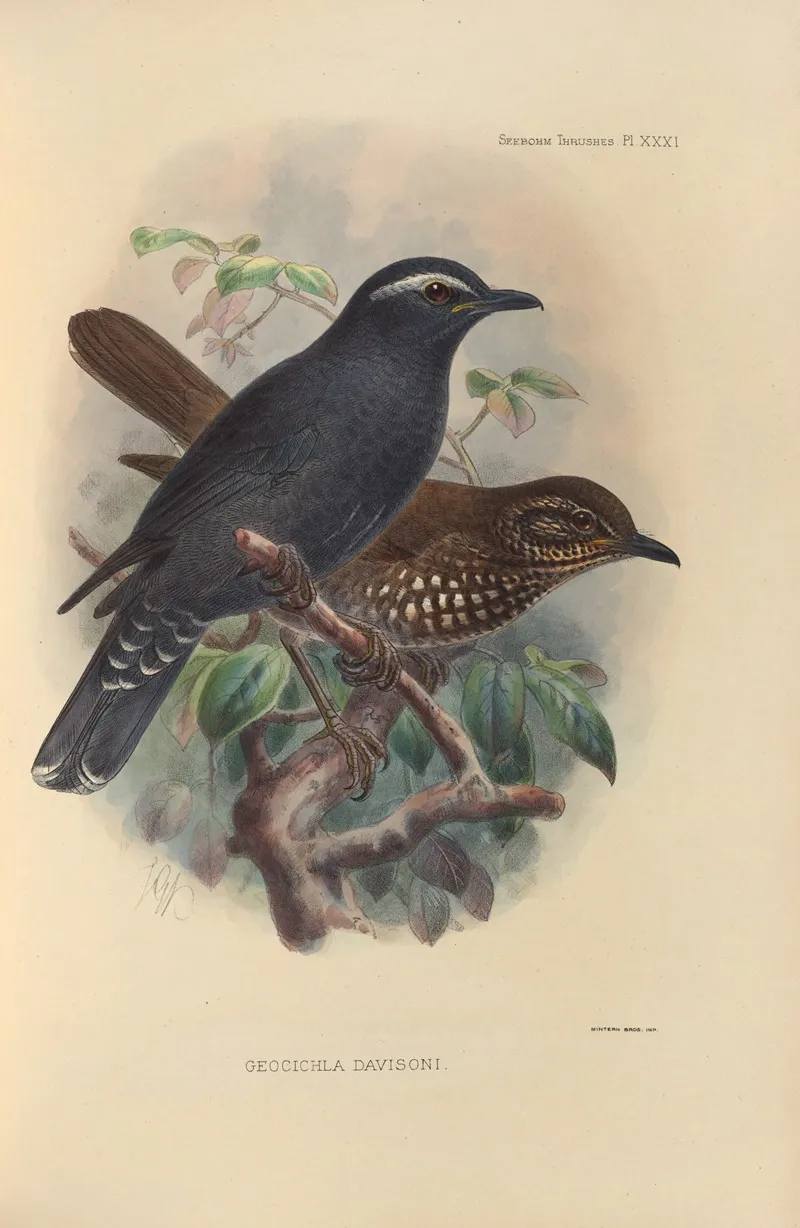 Geocichla Davisoni by Henry Seebohm - Canvas Print