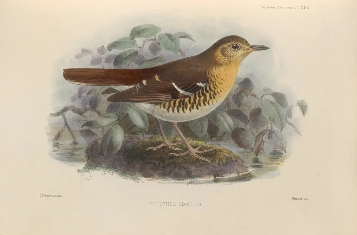 Geocichla Machiki by Henry Seebohm - Canvas Print