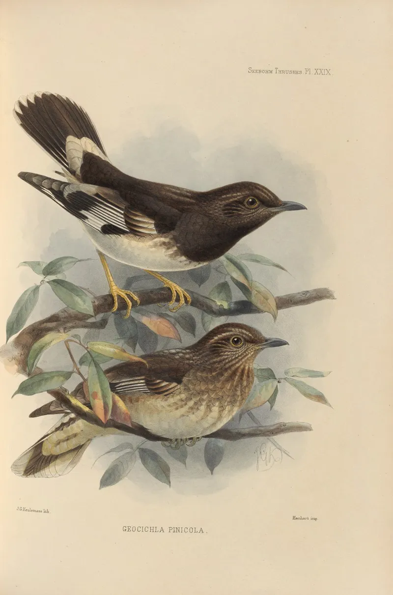 Geocichla Pinicola by Henry Seebohm - Canvas Print