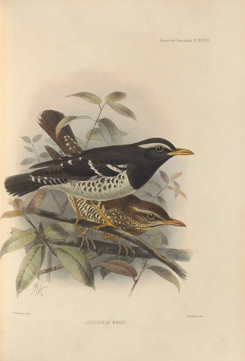 Geocichla Wardi by Henry Seebohm - Canvas Print