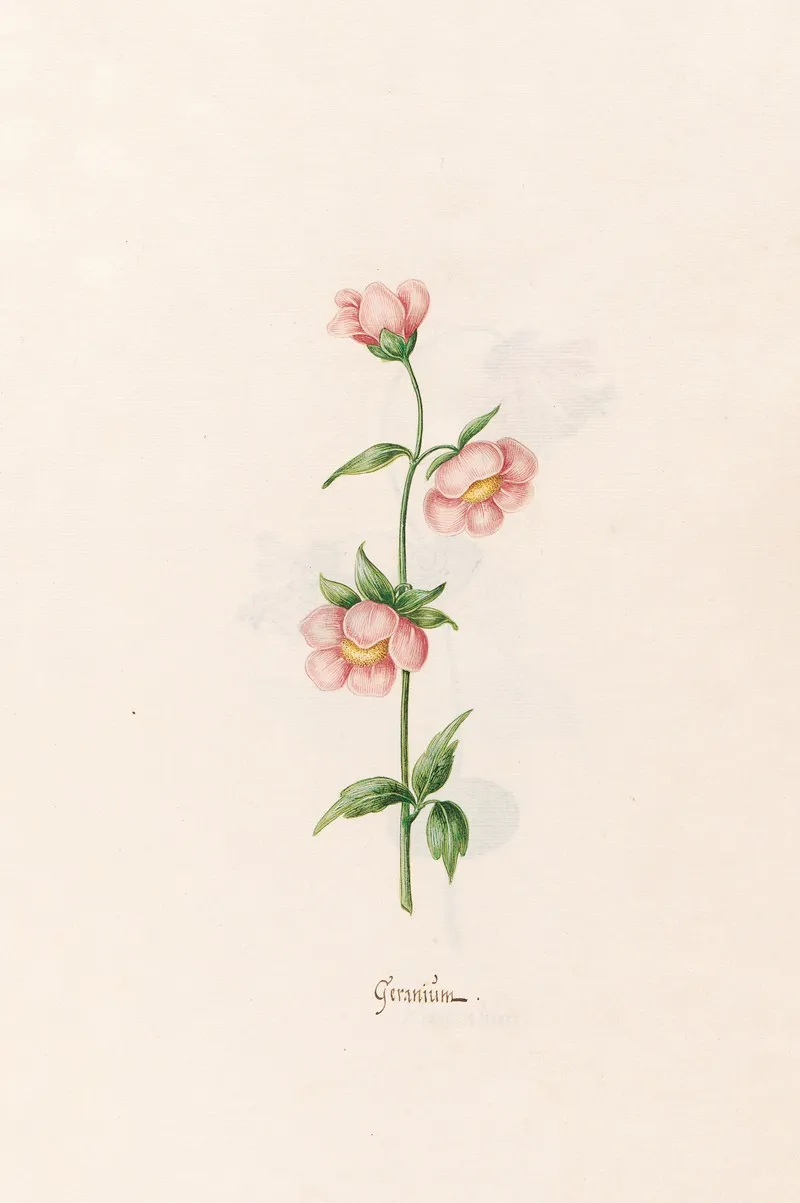 Geranium 5
