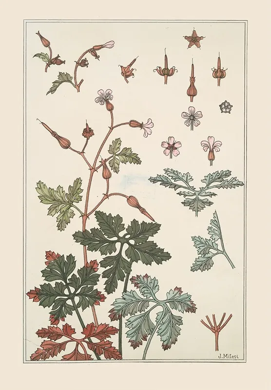 Geranium Sauvage by Maurice Pillard Verneuil - Canvas Print