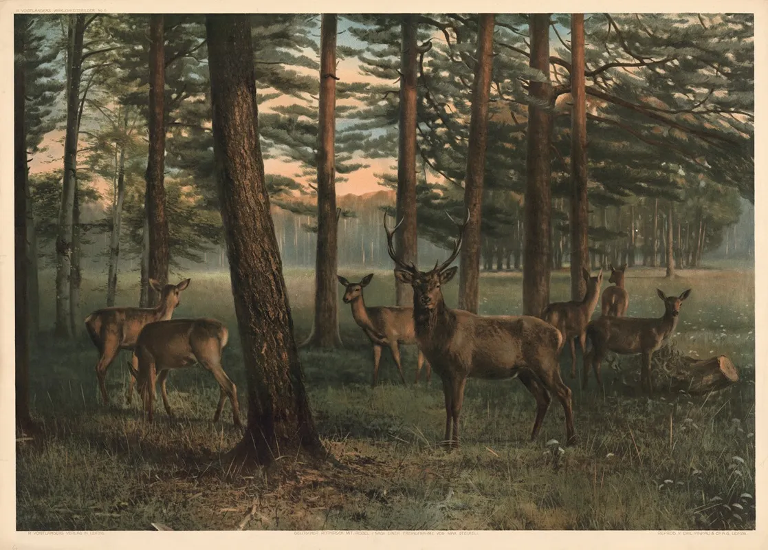 German Red Deer With Herd by R. Voigtländer - Canvas Print