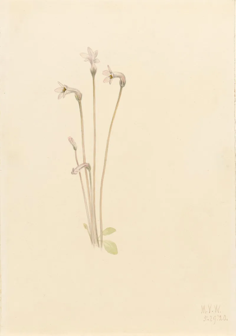 Ghostpipe Thalesia Uniflora 2