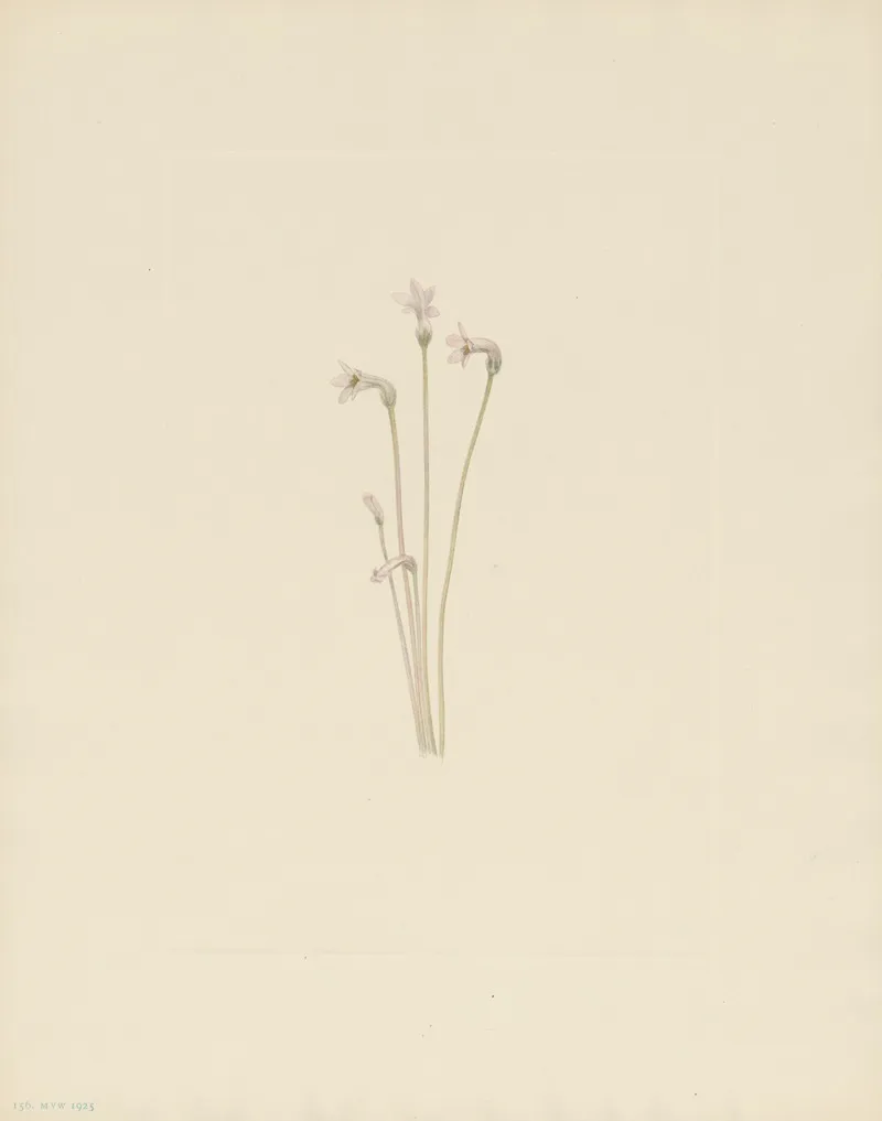Ghostpipe Thalesia Uniflora 3