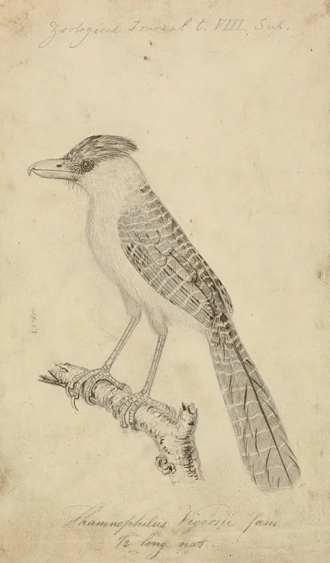 Giant Antshrike