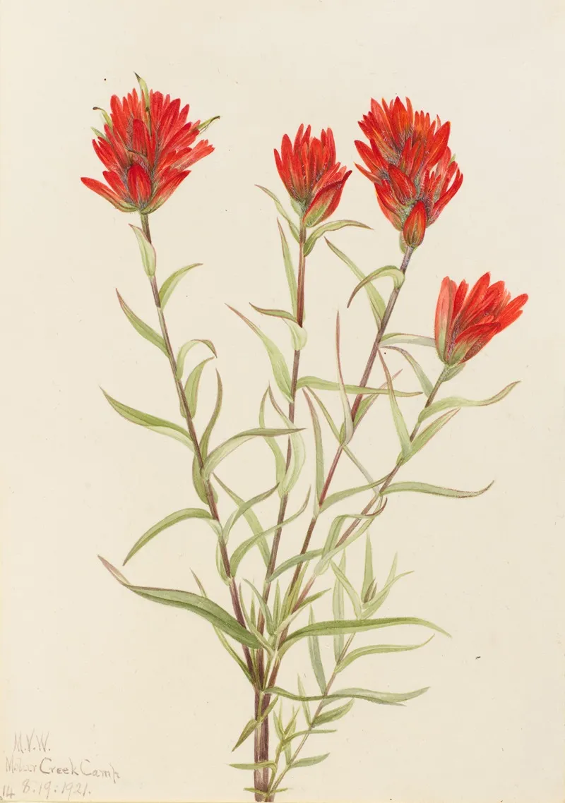Giant Red Paintbrush Castilleja Miniata
