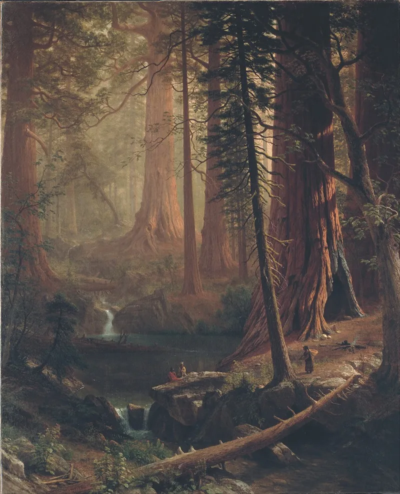 Giant Redwood Trees Of California