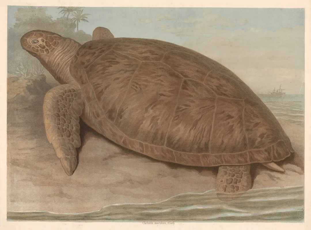Giant Tortoise 2