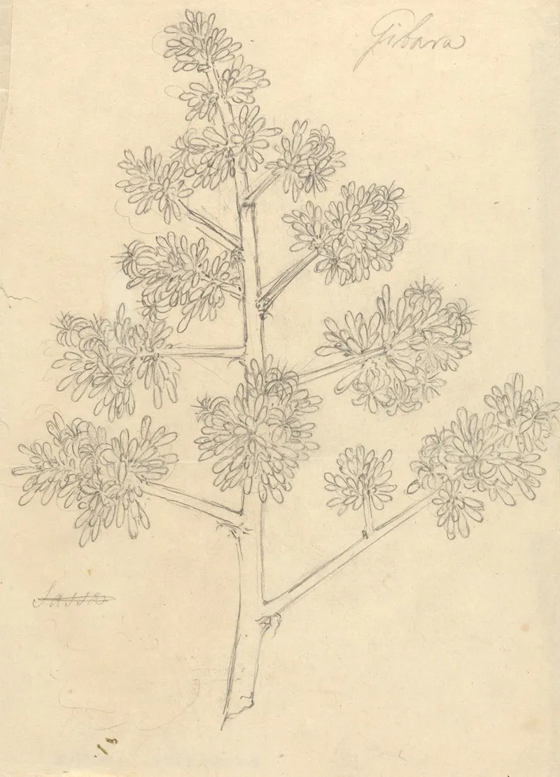 Gibara by Luigi Balugani - Canvas Print