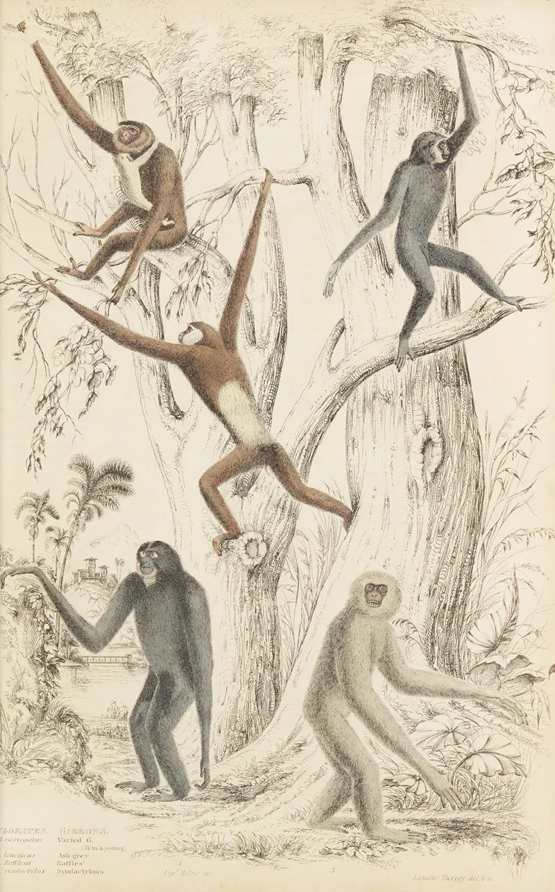 Gibbons by William MacGillivray - Canvas Print