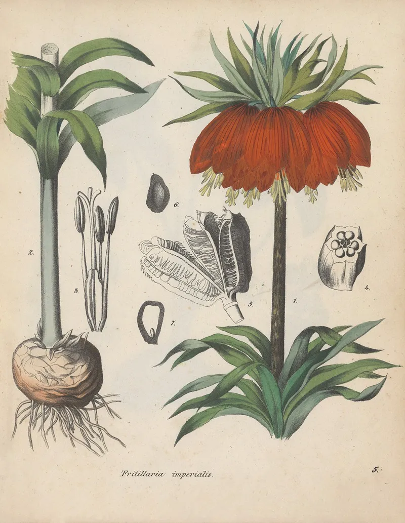 Giftpflanzen Buch Pl 05