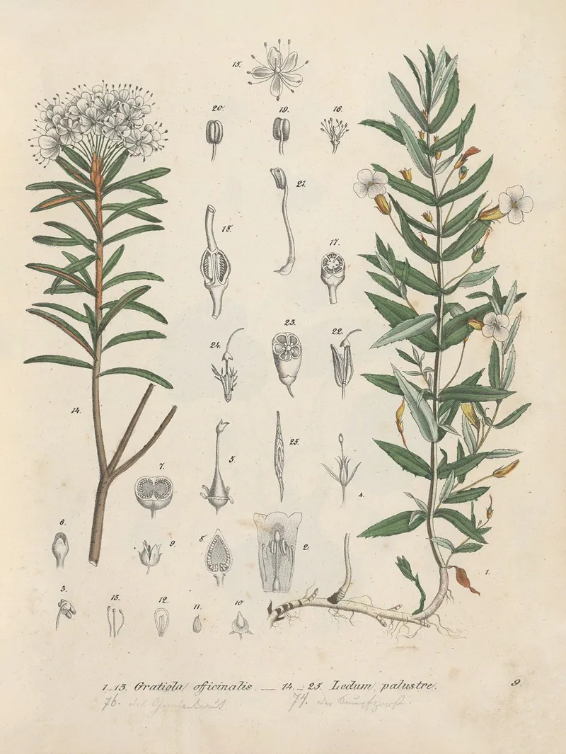 Giftpflanzen Buch Pl 09