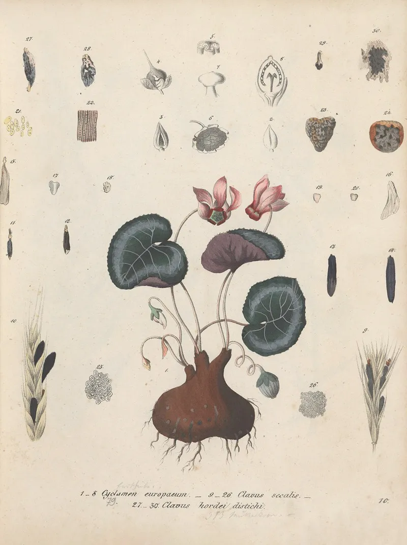 Giftpflanzen Buch Pl 10