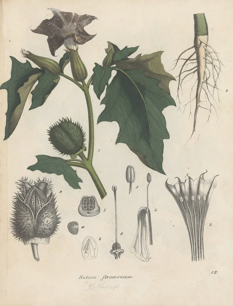 Giftpflanzen Buch Pl 12