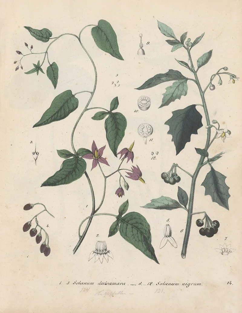 Giftpflanzen Buch Pl 14