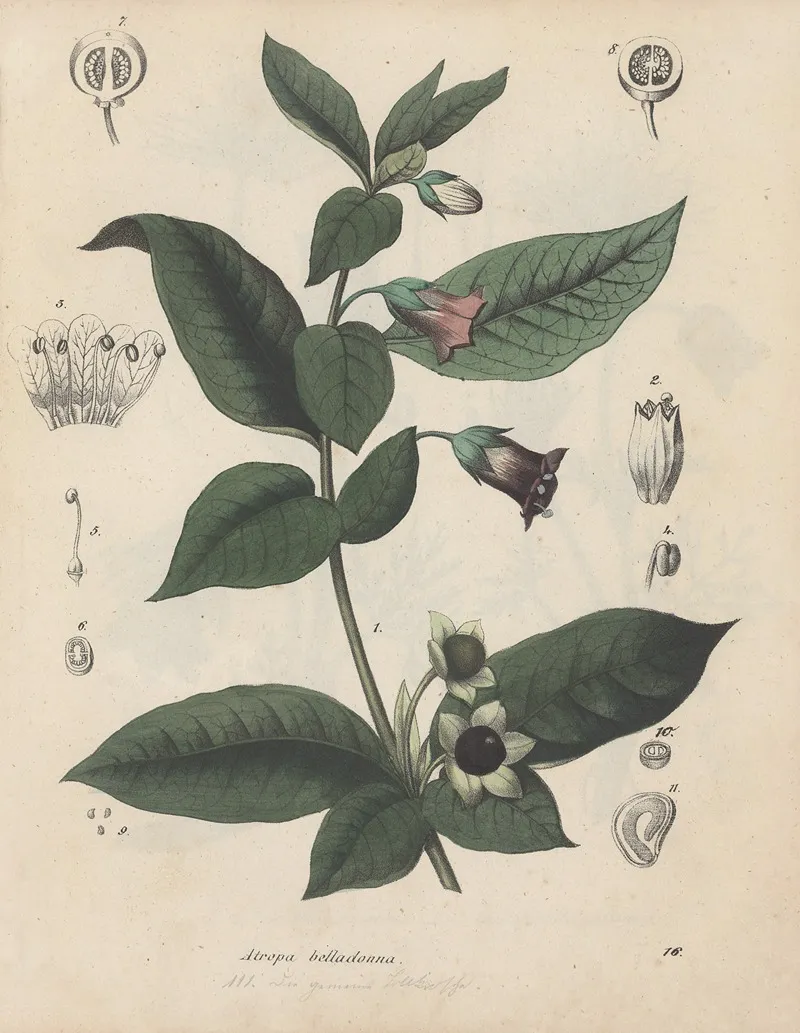 Giftpflanzen Buch Pl 16