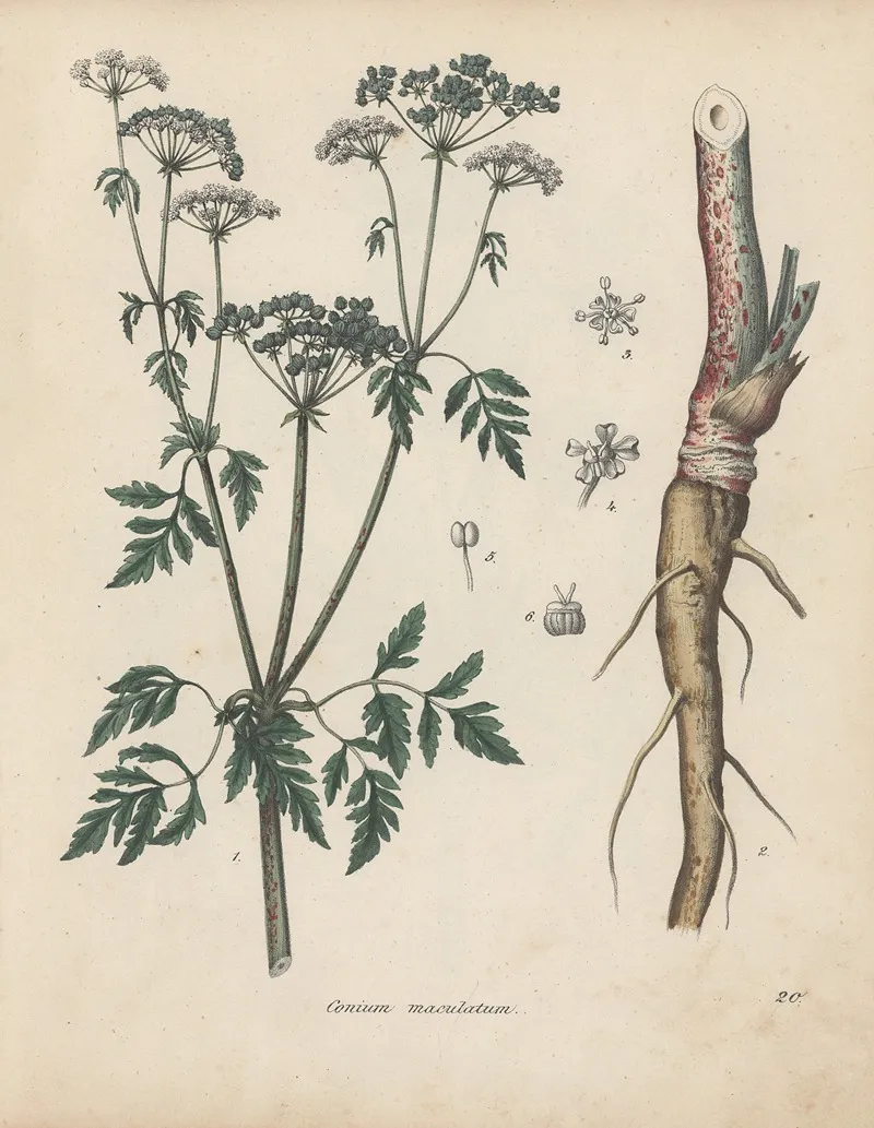 Giftpflanzen Buch Pl 20