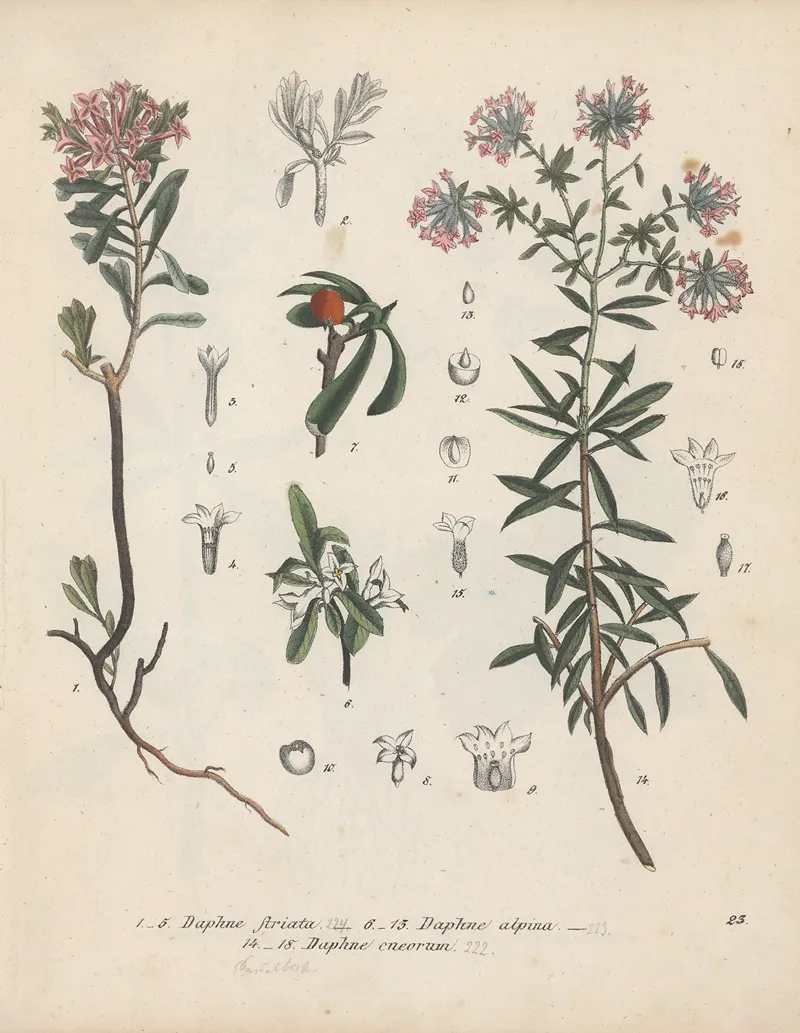 Giftpflanzen Buch Pl 23