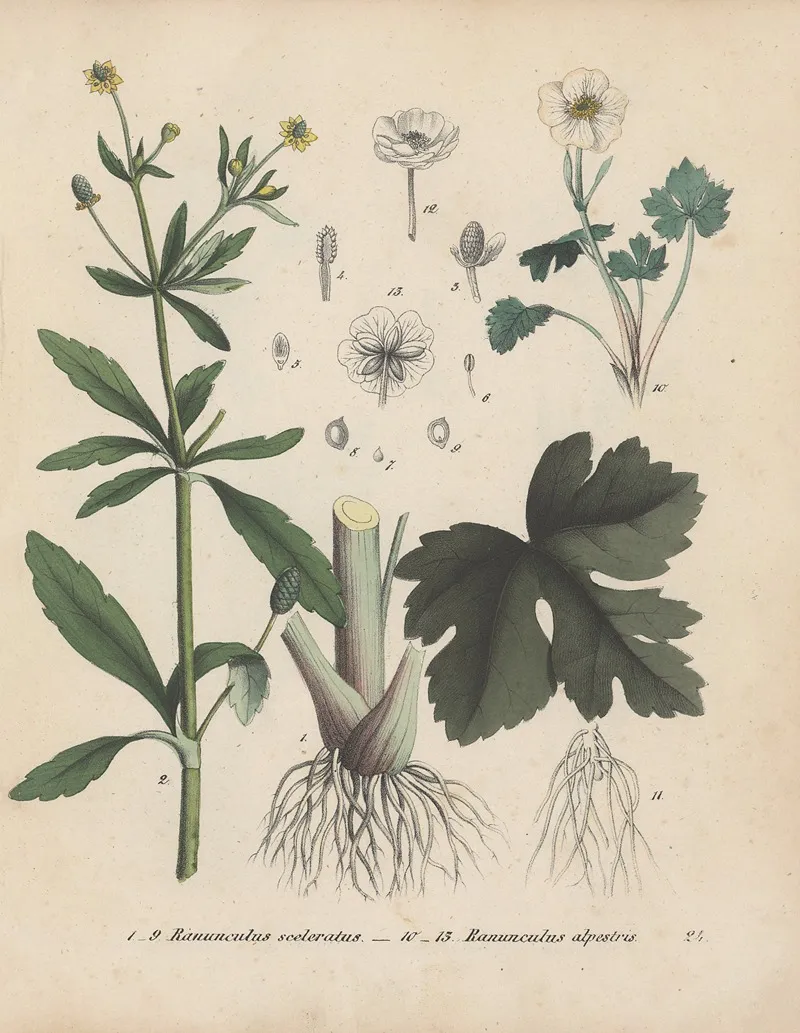 Giftpflanzen Buch Pl 24