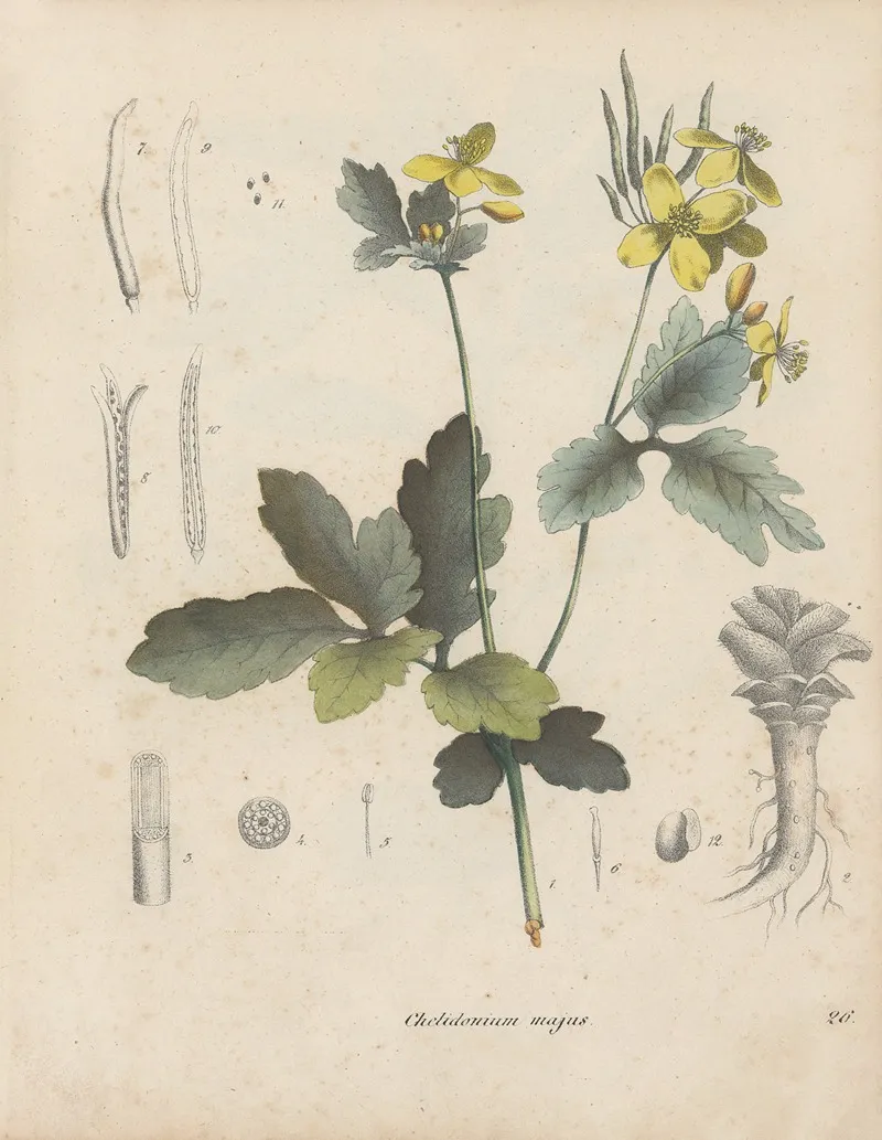 Giftpflanzen Buch Pl 26