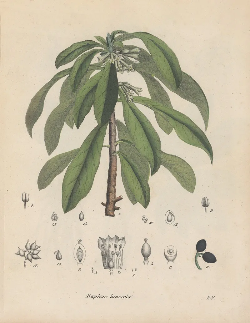 Giftpflanzen Buch Pl 29