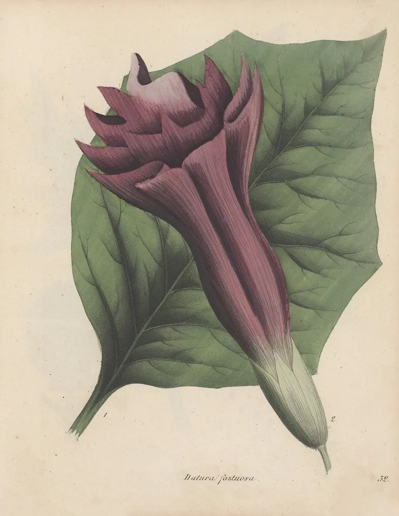 Giftpflanzen Buch Pl 32