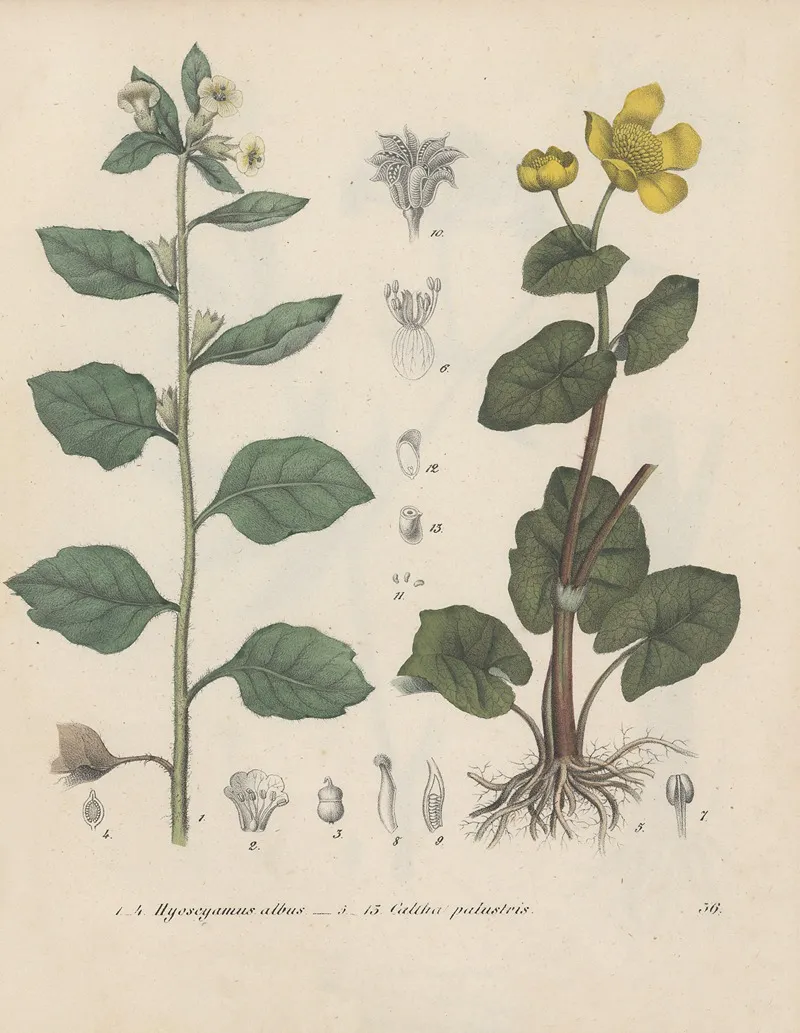 Giftpflanzen Buch Pl 36