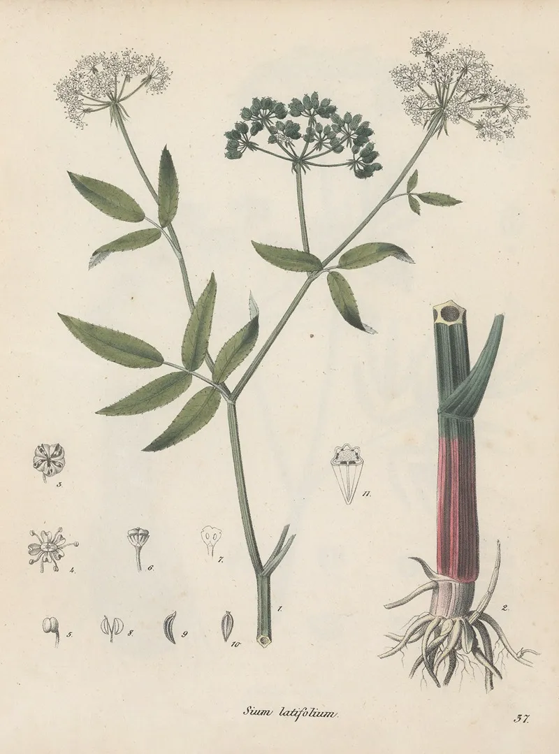 Giftpflanzen Buch Pl 37