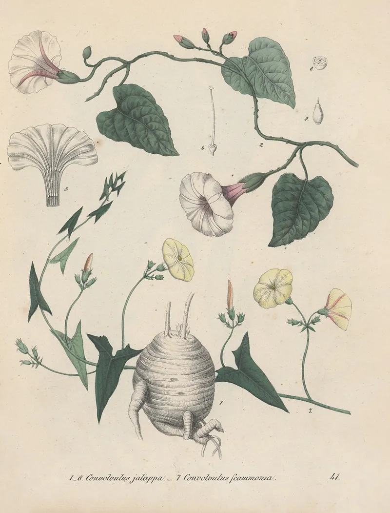 Giftpflanzen Buch Pl 41