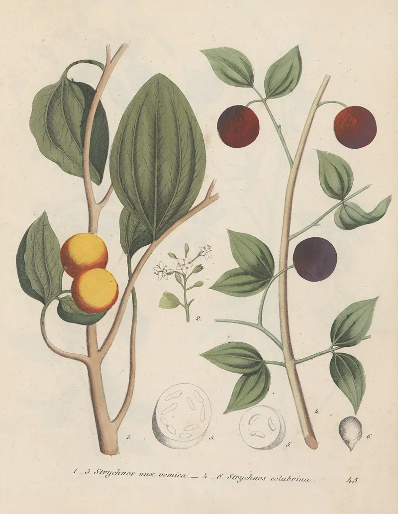 Giftpflanzen Buch Pl 45