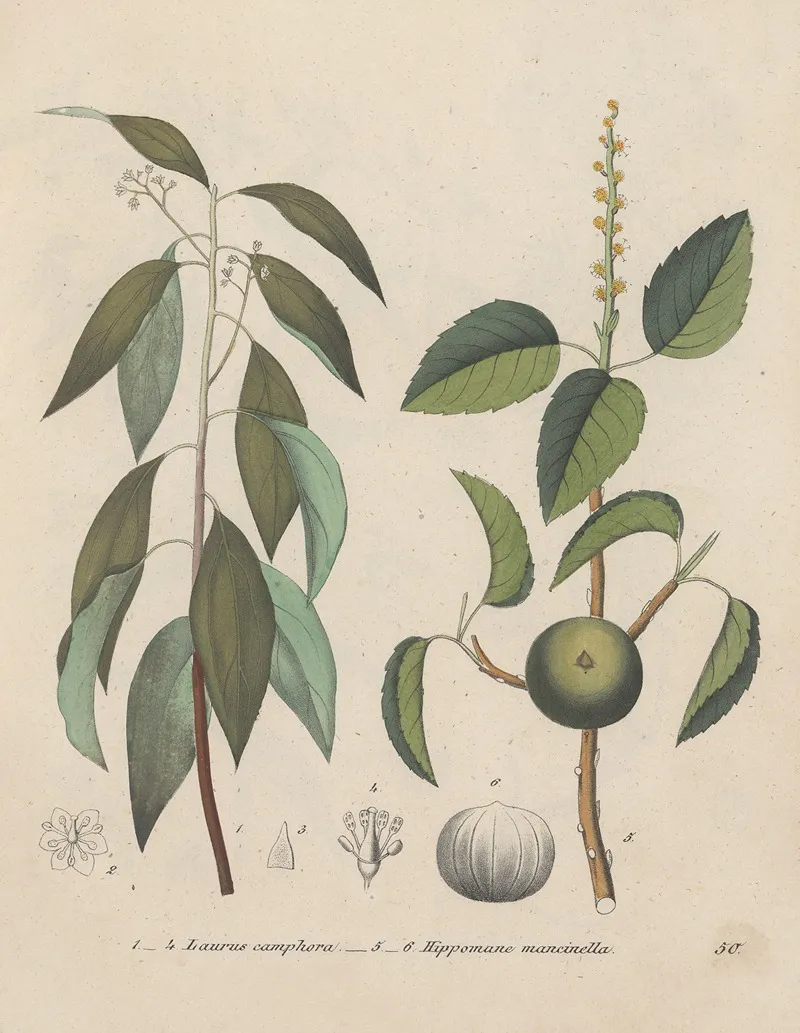 Giftpflanzen Buch Pl 50