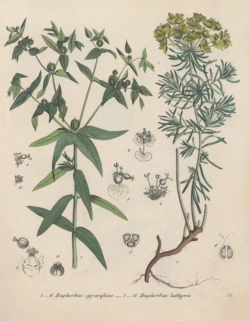 Giftpflanzen Buch Pl 51