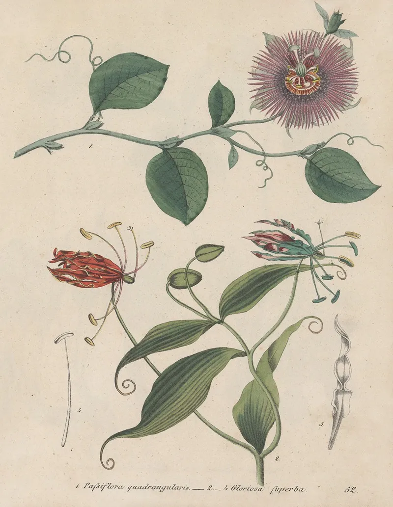 Giftpflanzen Buch Pl 52