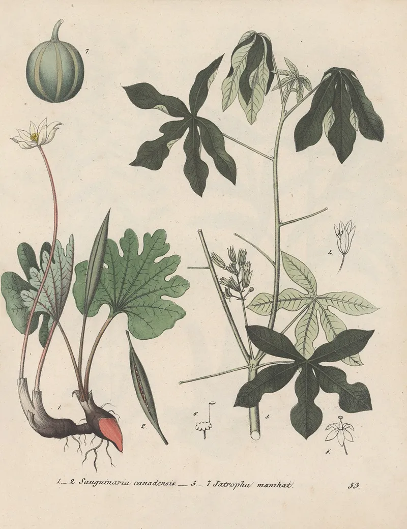 Giftpflanzen Buch Pl 53