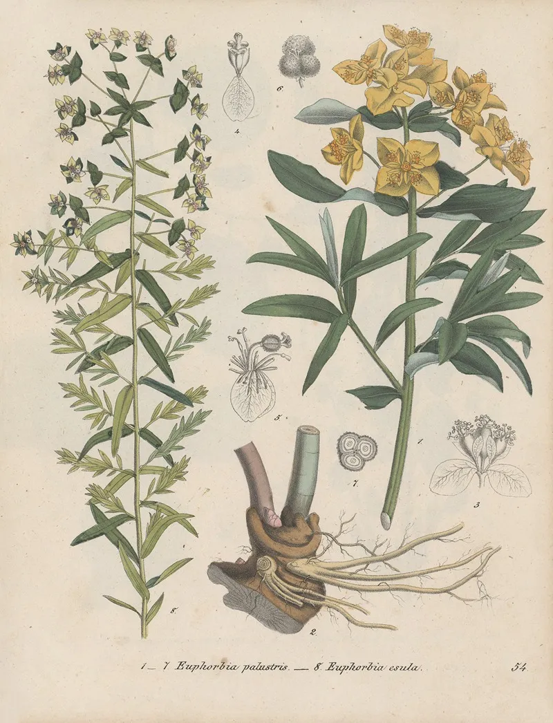 Giftpflanzen Buch Pl 54