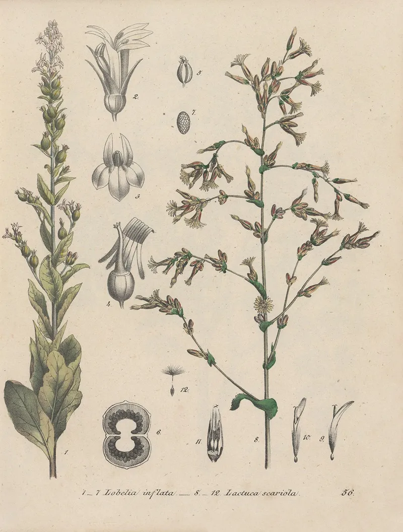 Giftpflanzen Buch Pl 56