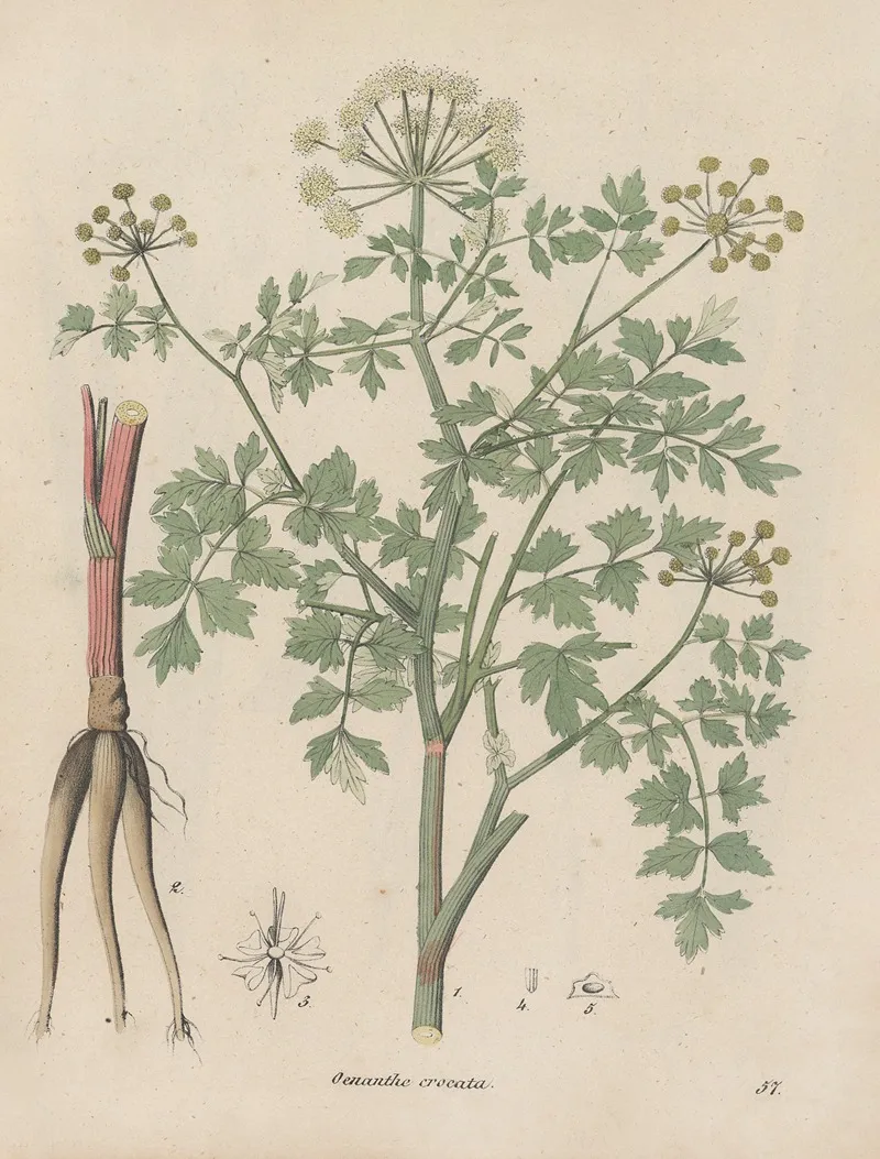 Giftpflanzen Buch Pl 57