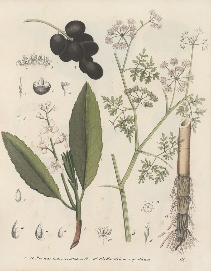 Giftpflanzen Buch Pl 64