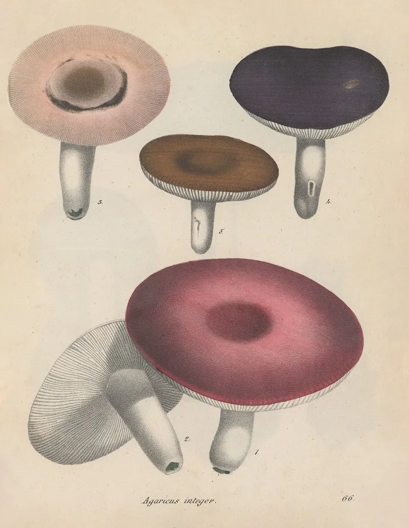 Giftpflanzen Buch Pl 66