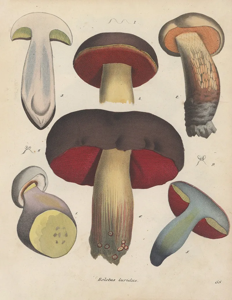 Giftpflanzen Buch Pl 68