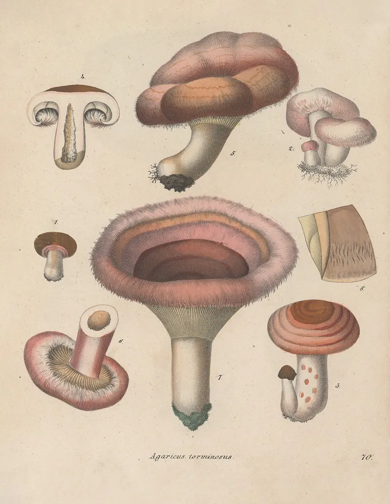 Giftpflanzen Buch Pl 70