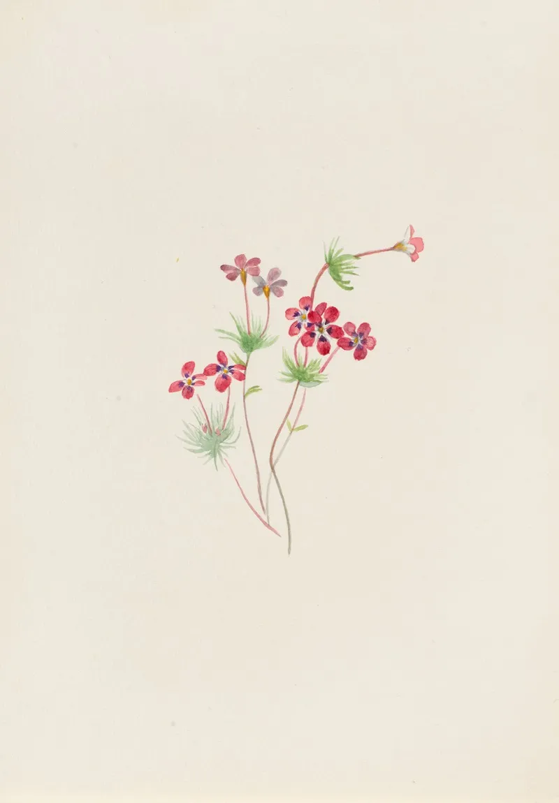 Gilia Linanthus Parviflorus