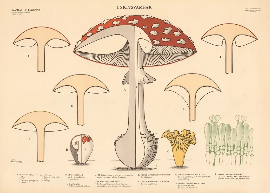 Gilled Mushrooms