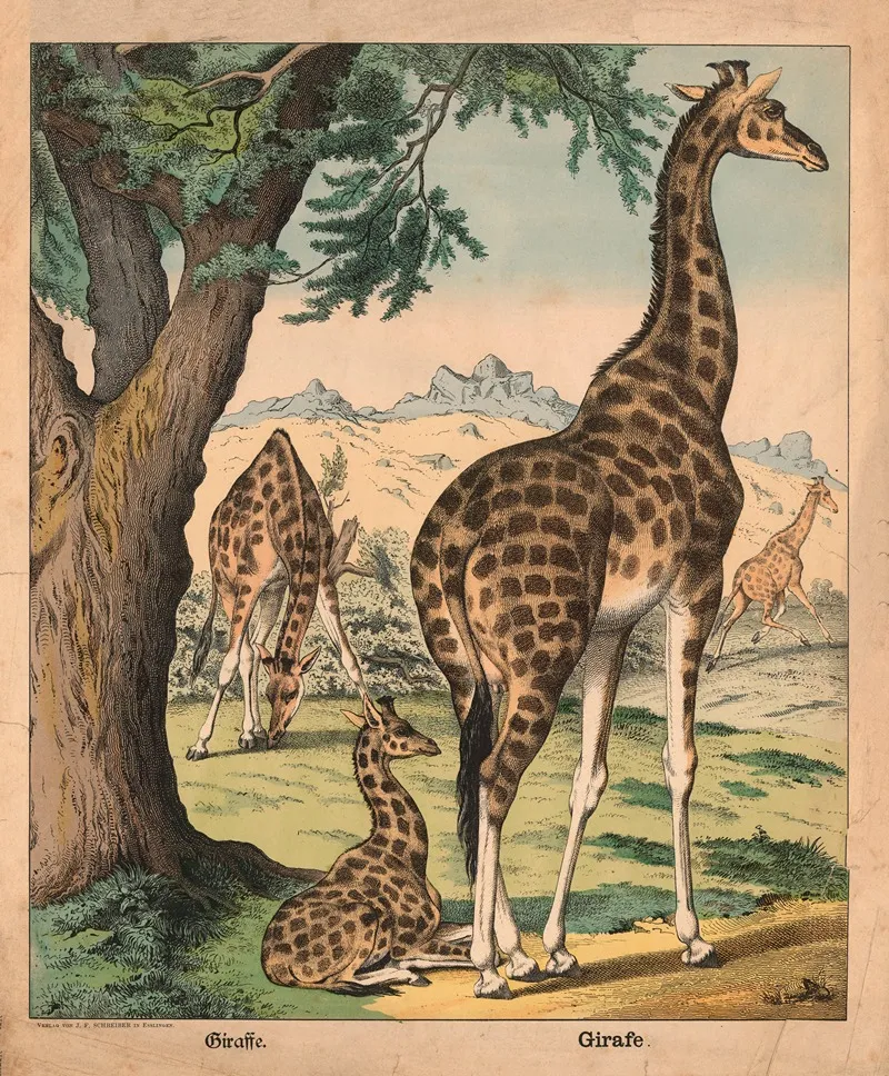 Giraffe 7