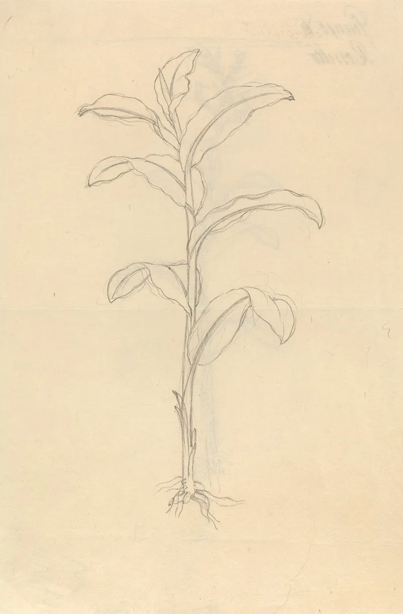 Giunco Di Rossetto by Luigi Balugani - Canvas Print